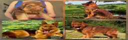 German Shepherd dogs for sale: Liver German Shepherd puppies  - Advert 5