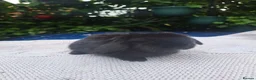 Mini Lop rabbits for sale: Pedigree mini lop.baby rabbits  - Advert 2