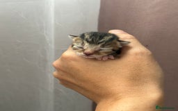 Mixed Breed cats for sale: Beautiful Tabby Kittens For Sale  - Image 8