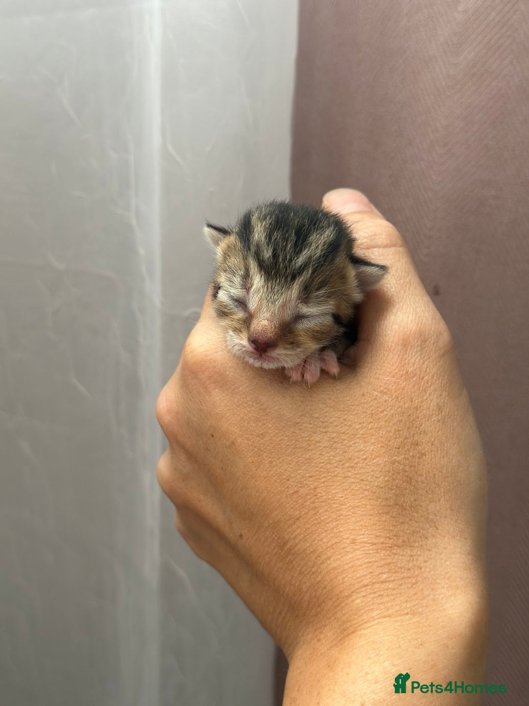 Mixed Breed cats for sale: Beautiful Tabby Kittens For Sale  - Image 8