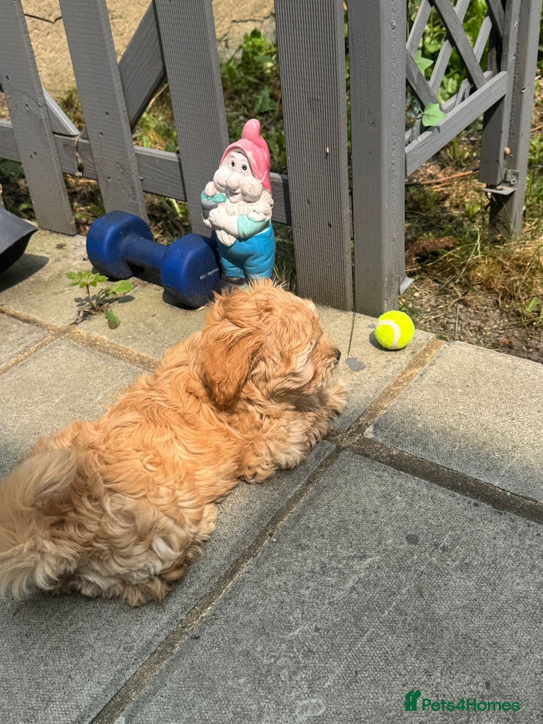 Maltipoo dogs for sale: Maltipoo puppy - 14 wks  - Image 2