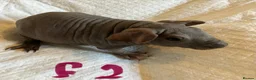 Guinea Pig rodents for sale: Skinny pig pups. Boys and girls  - Advert 17