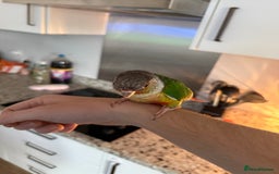 Conures birds for sale: Green cheek cross pineapple Conure  - Image 7