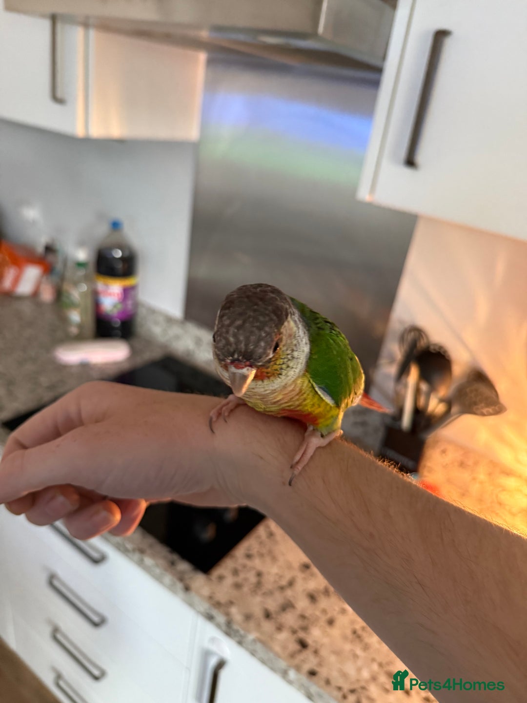 Conures birds for sale: Green cheek cross pineapple Conure  - Image 7