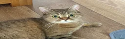 British Shorthair cats for sale: Gorgeous little ginger tabby female in Ipswich - Advert 6