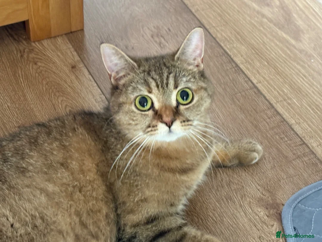 British Shorthair cats for sale: Gorgeous little ginger tabby female in Ipswich - Advert 6