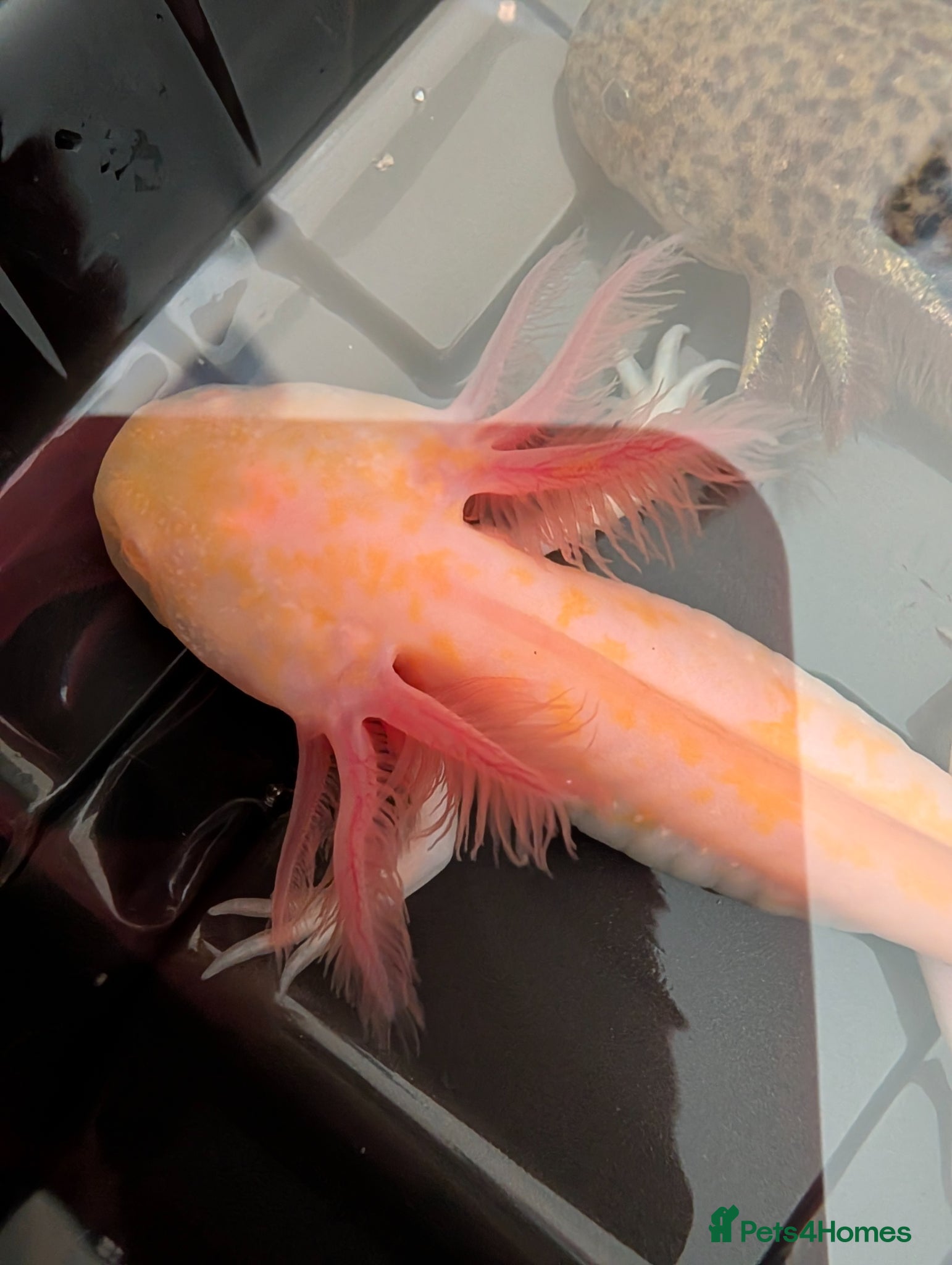 Axolotl reptiles Beautiful hypo baby Axolotls available last few  - Advert 6