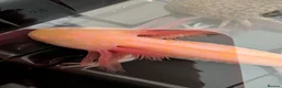 Axolotl reptiles for sale: Beautiful hypo baby Axolotls available last few  - Advert 3