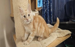 Maine Coon cats for sale: GCCF registered MC kittens  - Image 15