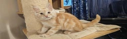 Maine Coon cats for sale: GCCF registered MC kittens  - Advert 13