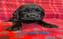 Cocker Spaniel dogs for sale: KC registered working cocker spaniels ready 23/11 - Image 4