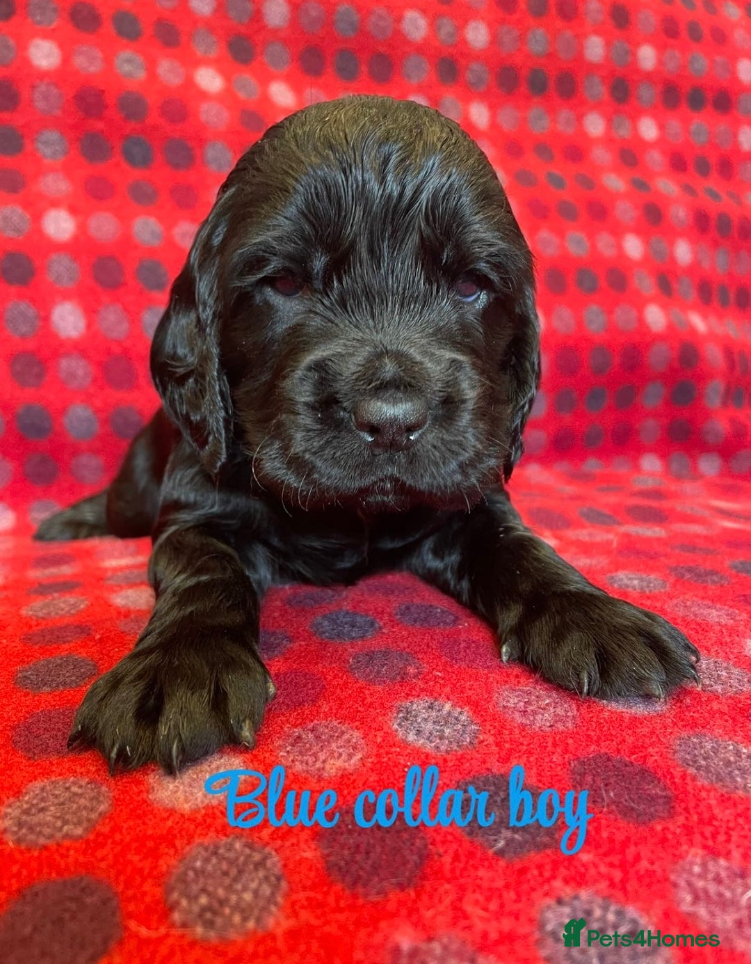 Cocker Spaniel dogs for sale: KC registered working cocker spaniels ready 23/11 - Image 4
