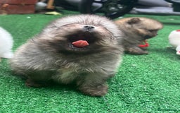 Pomeranian dogs for sale: Pomeranian toy  - Image 21