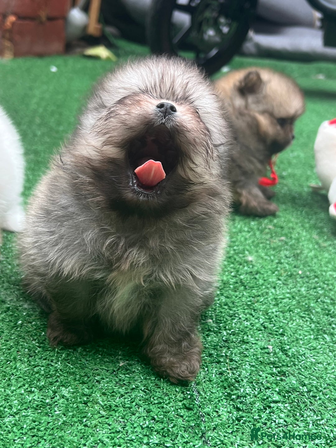 Pomeranian dogs for sale: Pomeranian toy  - Image 21