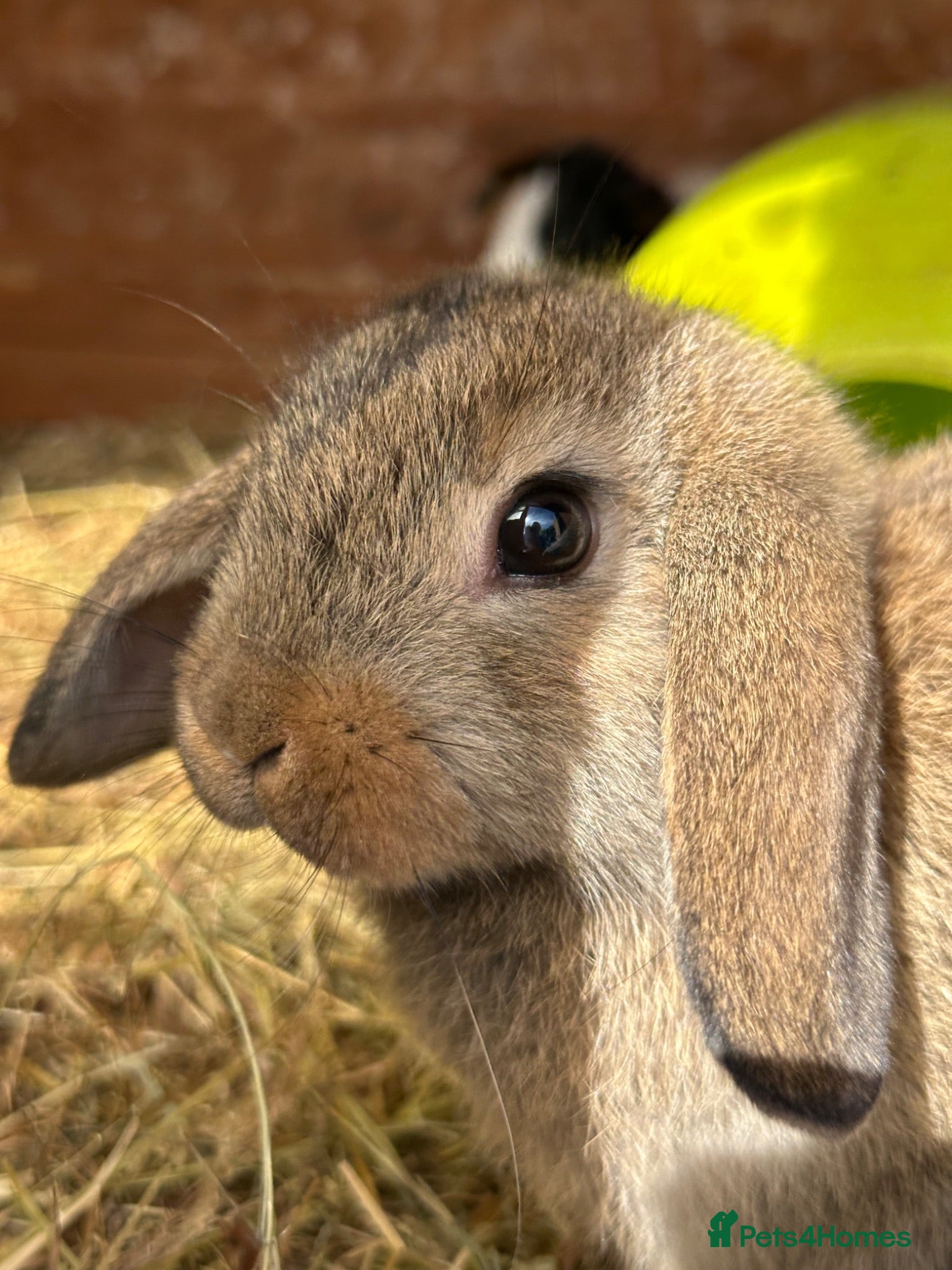 Mixed Breed rabbits Mixed Mini Lop Crosses - Advert 11