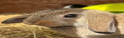Mixed Breed rabbits for sale: Mixed Mini Lop Crosses - Advert 1