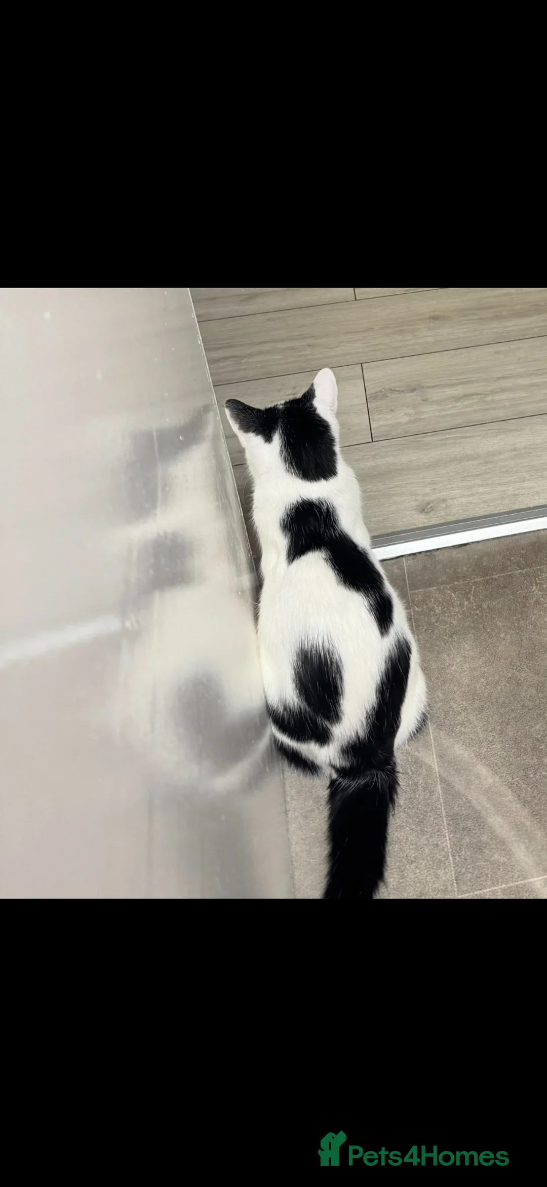 Mixed Breed cats for adoption: 11 month old kitten in need of a new home in London - Advert 3