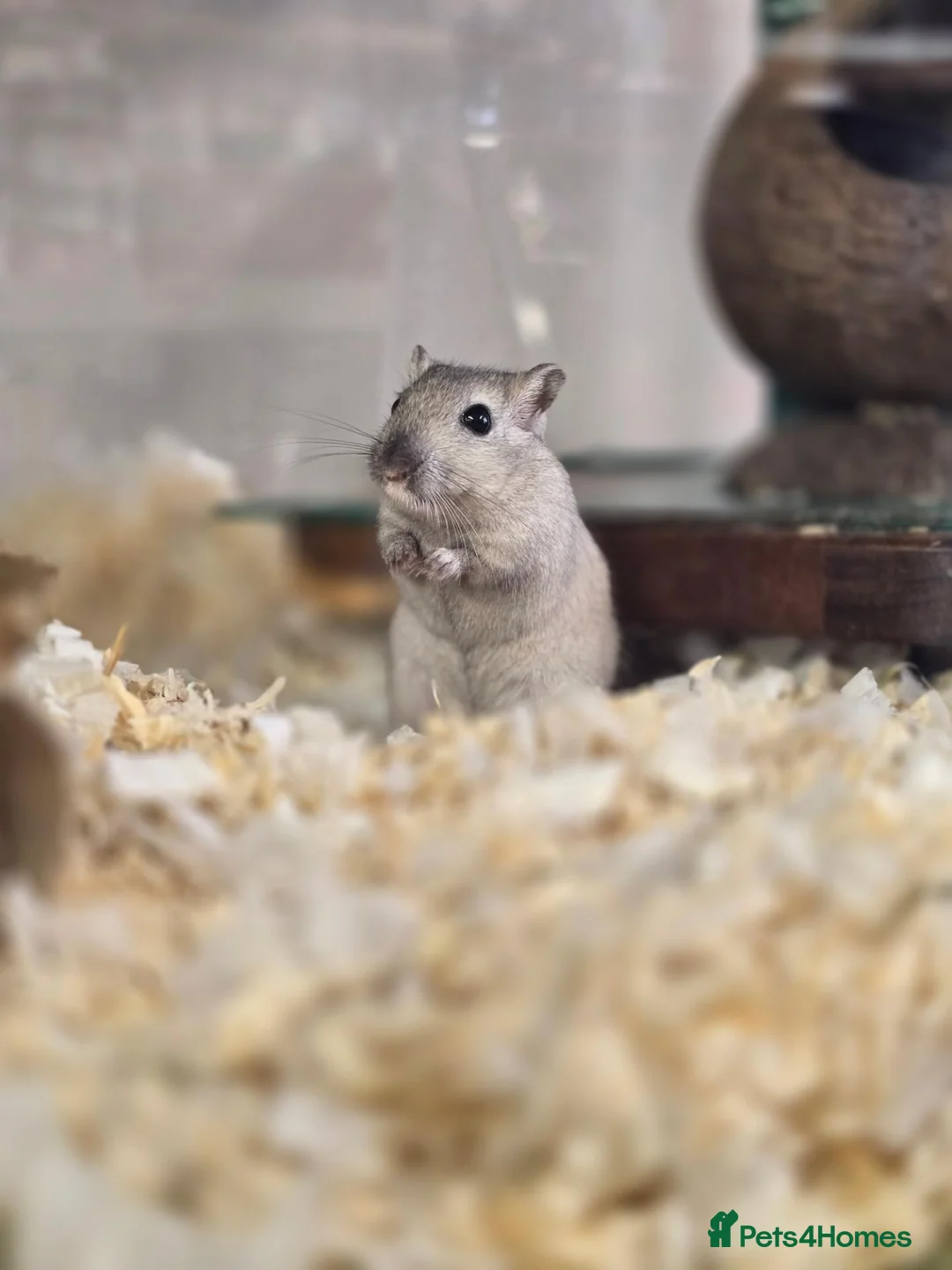 Gerbil rodents for sale: Baby/young male & female gerbils available  - Advert 4