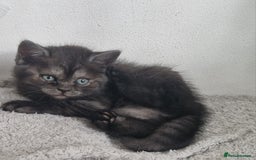 British Shorthair cats for sale: 4 British Shorthair  - Image 2
