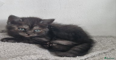 British Shorthair cats - Advert 5