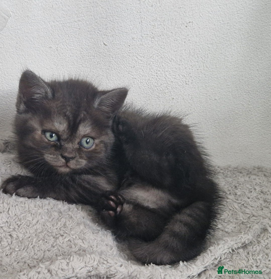 British Shorthair cats for sale: 4 British Shorthair  - Image 2