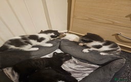 Mixed Breed cats for sale: Adorable ♥️ kittens 😸 😍  - Image 4