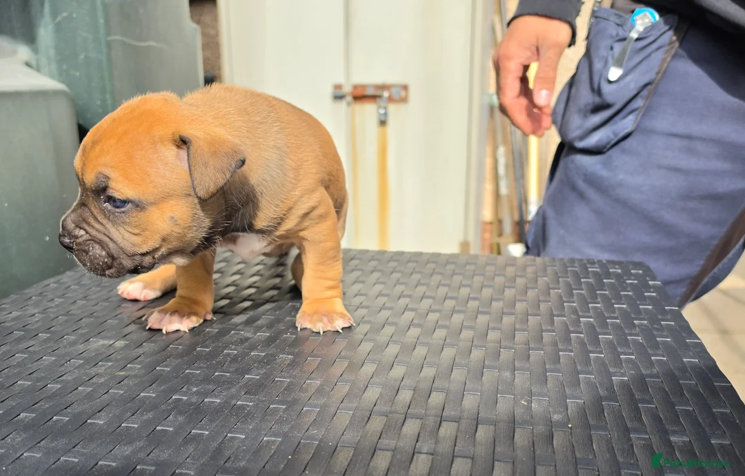 Mixed Breed dogs for sale: Mixed breed  - Advert 2