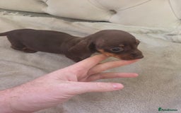 Miniature Dachshund dogs for sale: Mini Dachshund - Image 5