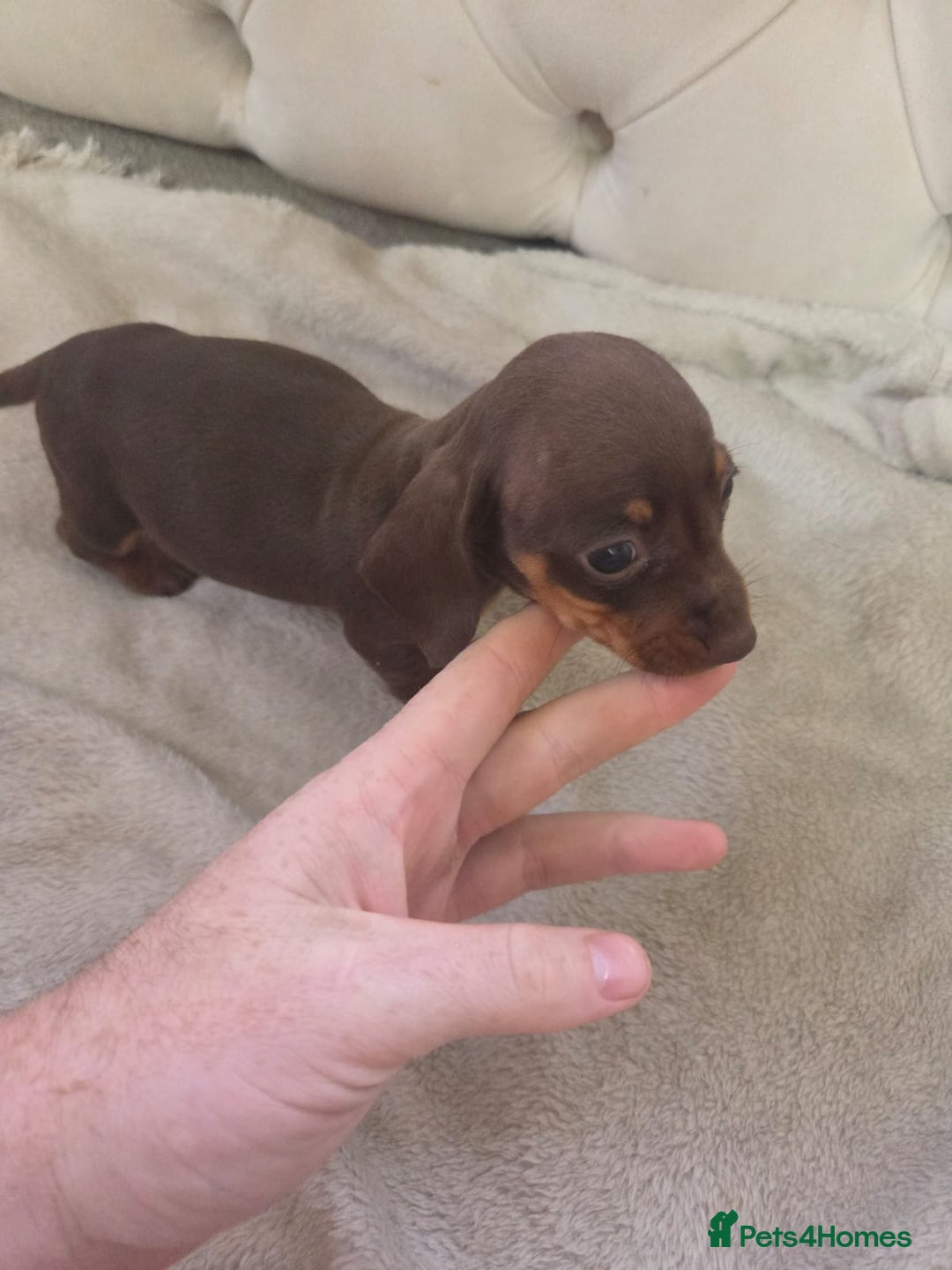 Miniature Dachshund dogs for sale: Mini Dachshund - Image 5