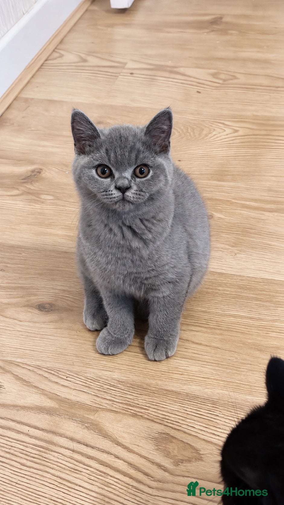 British Shorthair cats Two BSH Girls Available GCCF Active - Advert 1