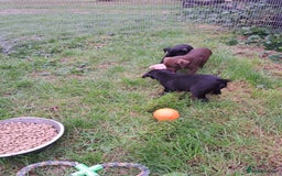 Patterdale Terrier dogs for sale: 4 Lovely Patterdale Puppies - Image 8