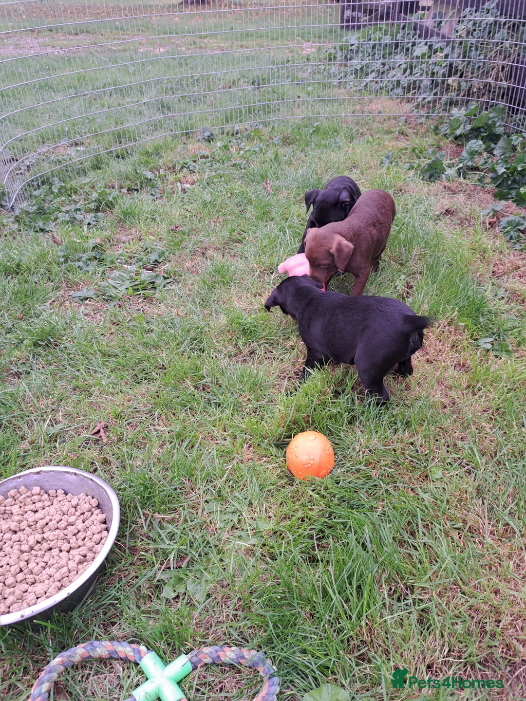 Patterdale Terrier dogs for sale: 4 Lovely Patterdale Puppies - Image 8