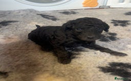Standard Poodle dogs for sale: BEAUTIFUL STUNNING STANDARD POODLE PUPPIES - Image 4