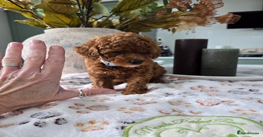 Toy Poodle dogs - Advert 14