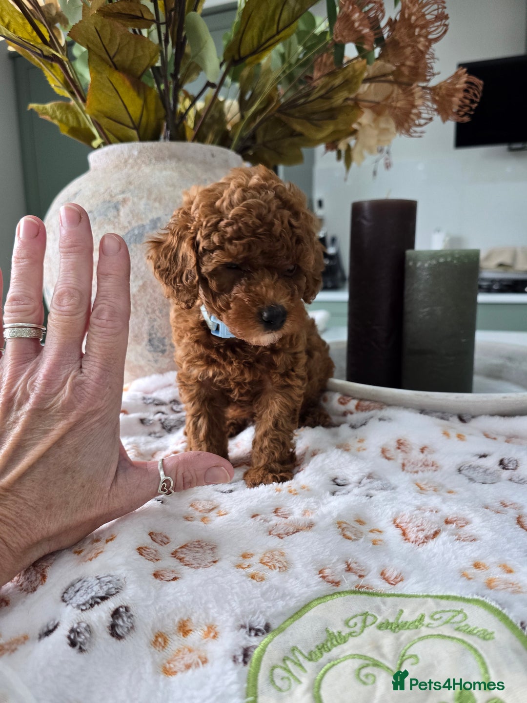 Toy Poodle dogs for sale: Kc reg deep red toy poodle council licensed  - Image 2