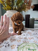 Toy Poodle dogs - Advert 4
