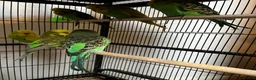 Budgerigars birds for sale: Beautiful budgies for sale  - Advert 3