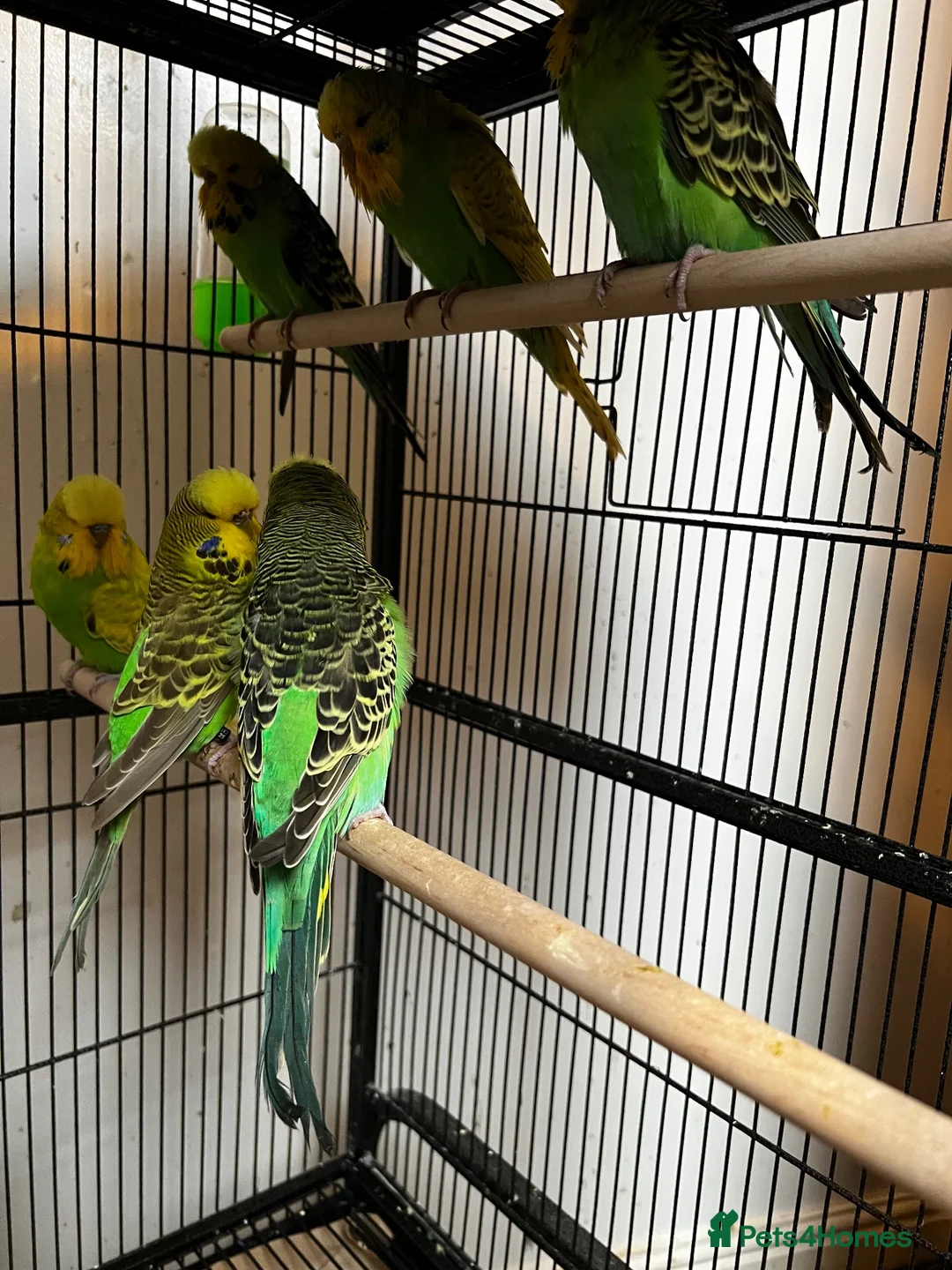 Budgerigars birds for sale: Beautiful budgies for sale  - Advert 3