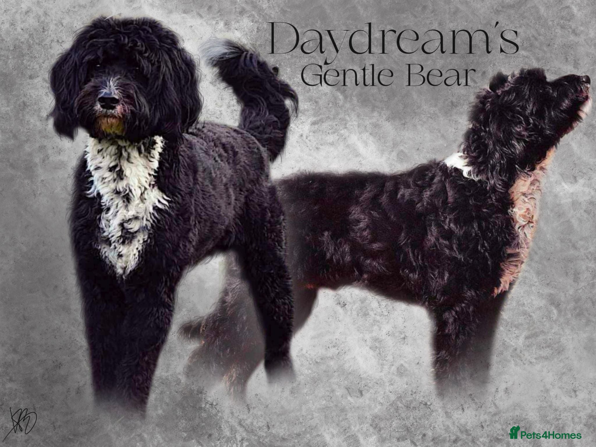 Labradoodle dogs Outstanding Australian Labradoodle Stud - Advert 2