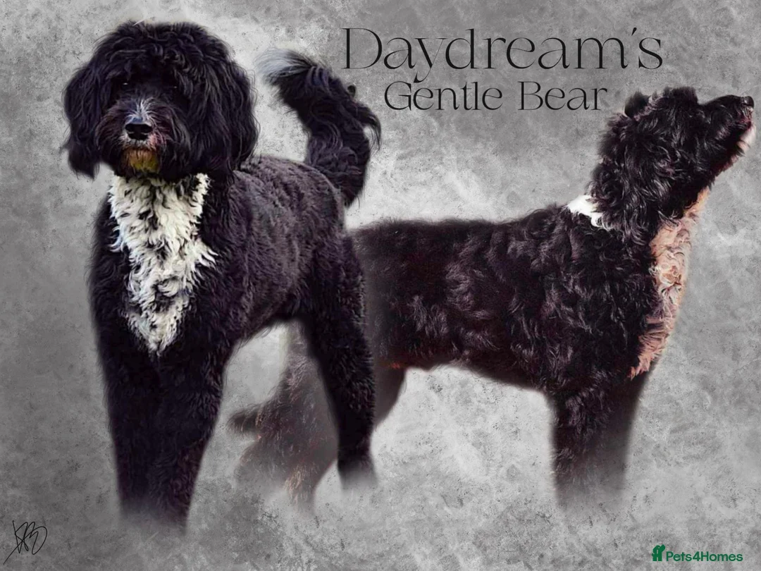 Labradoodle dogs for stud: Outstanding Australian Labradoodle Stud - Advert 1