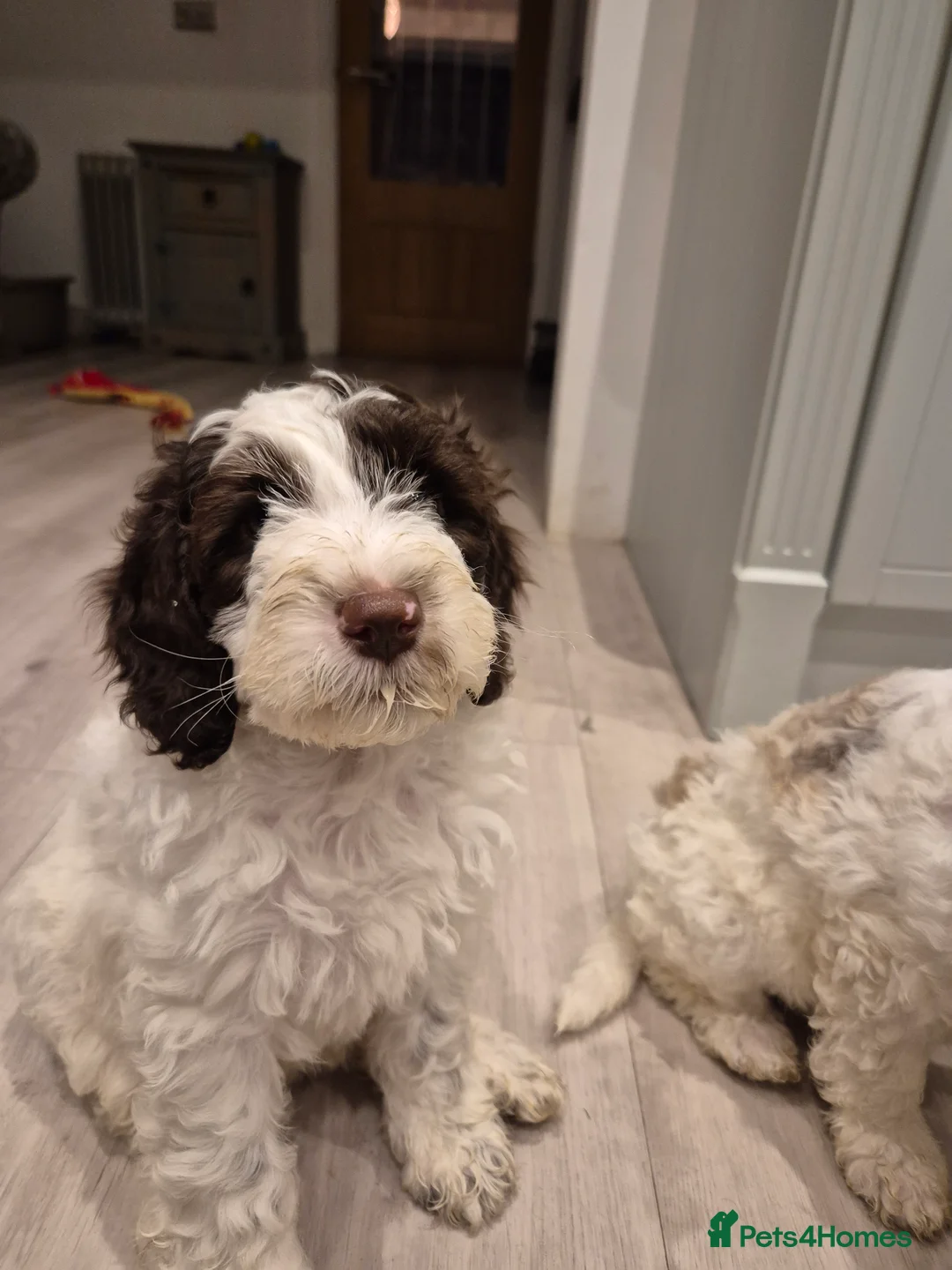 Cockapoo dogs for sale: Stunning F2B cockapoos ready now! - Advert 2