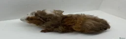 Guinea Pig rodents for sale: Stunning! Female & Male Baby Alpaca Guineapigs  - Advert 4