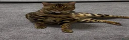 Bengal cats for sale: Bengal Cat Loving, Fully Trained & equipped - Advert 2