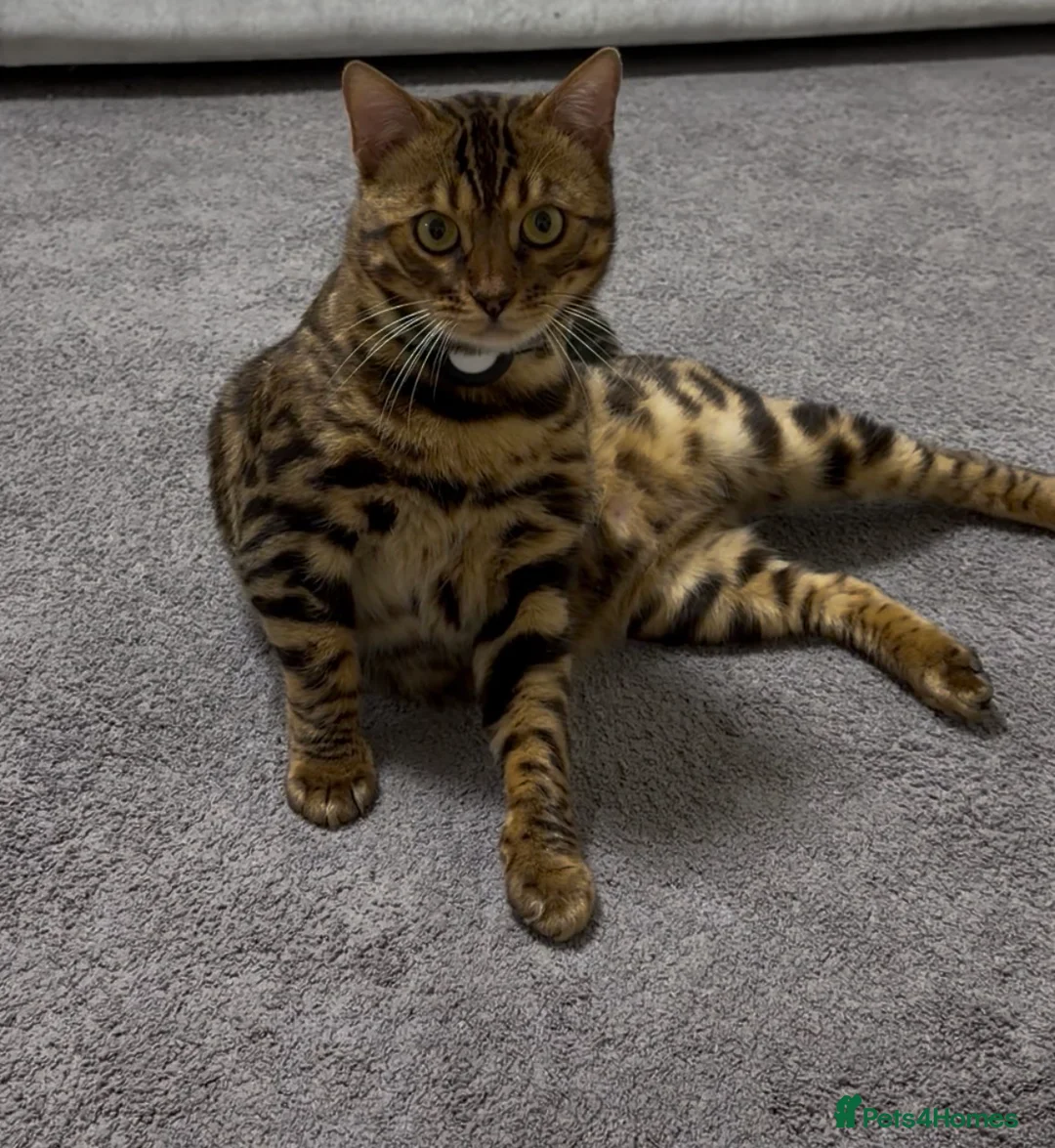 Bengal cats for sale: Bengal Cat Loving, Fully Trained & equipped - Advert 2