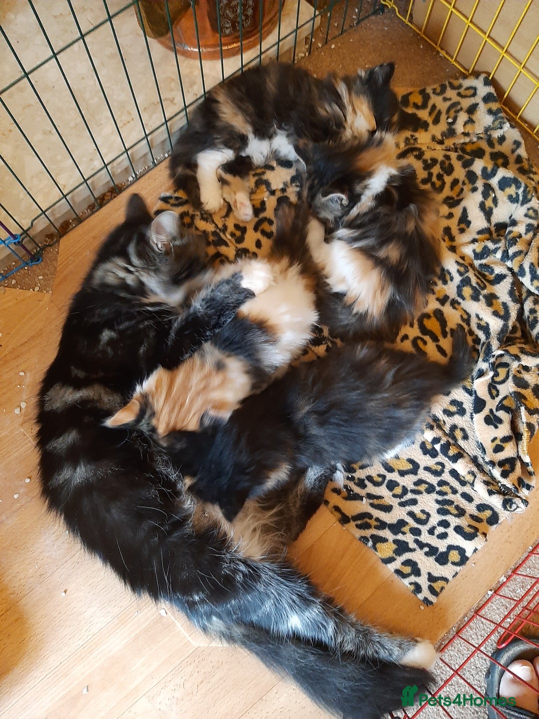 Maine Coon cats for sale: Maine Coon kittens  - Image 2