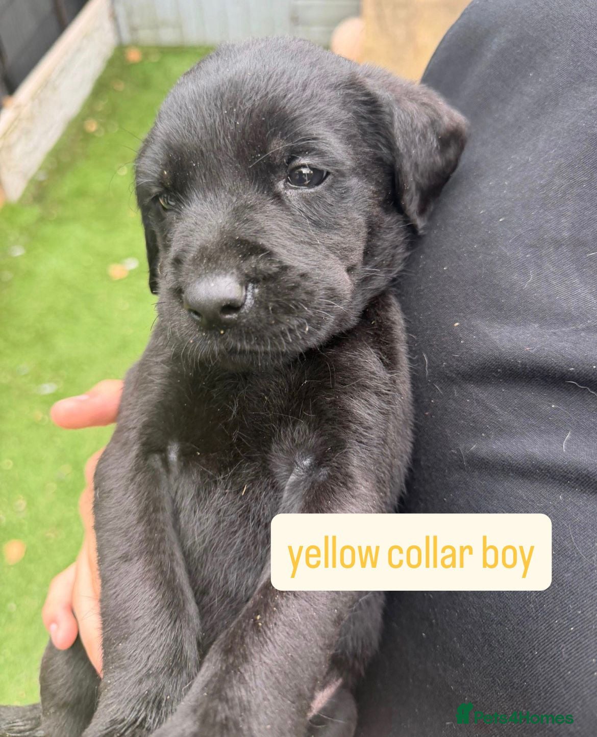 Labrador Retriever dogs Pedigree Black Labrador pups 3 boys and 1  girl - Advert 2