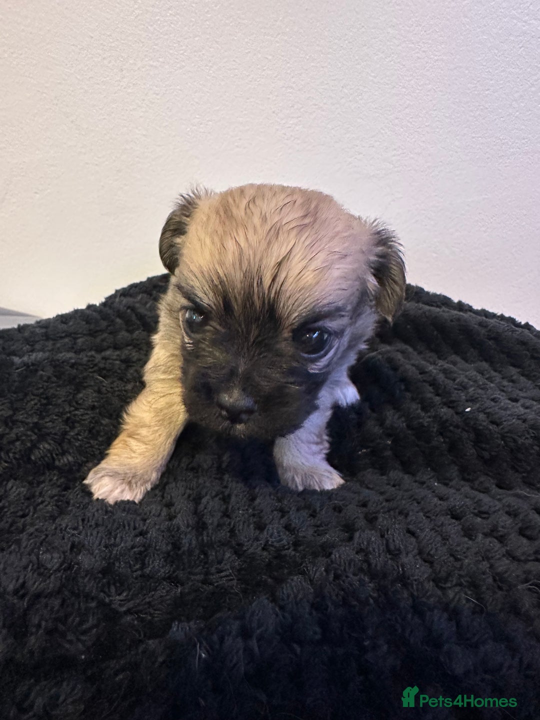 Chihuahua dogs for sale: 3 chihuahuas for sale - Image 4