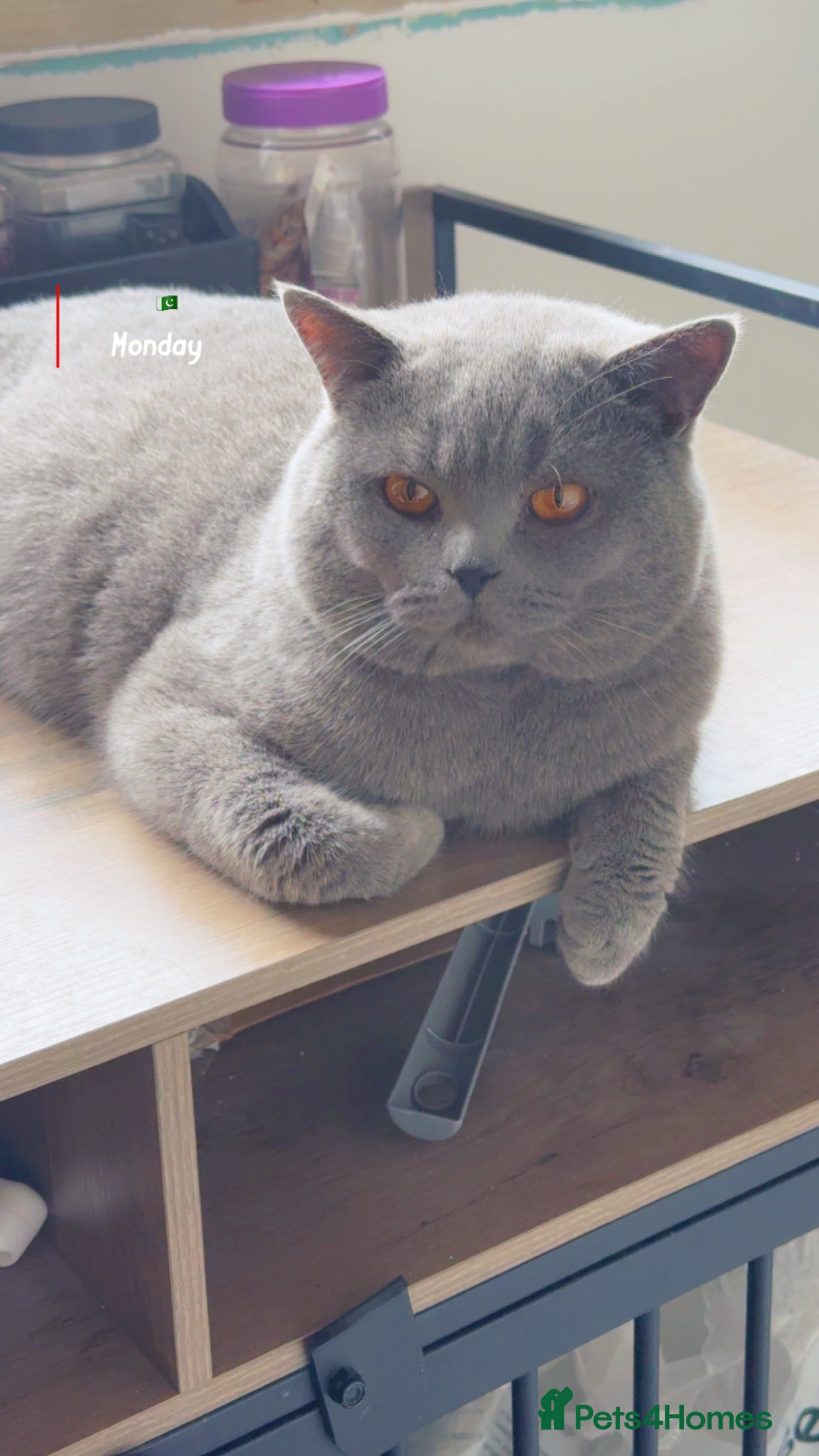 British Shorthair cats Top quality boy - Advert 1