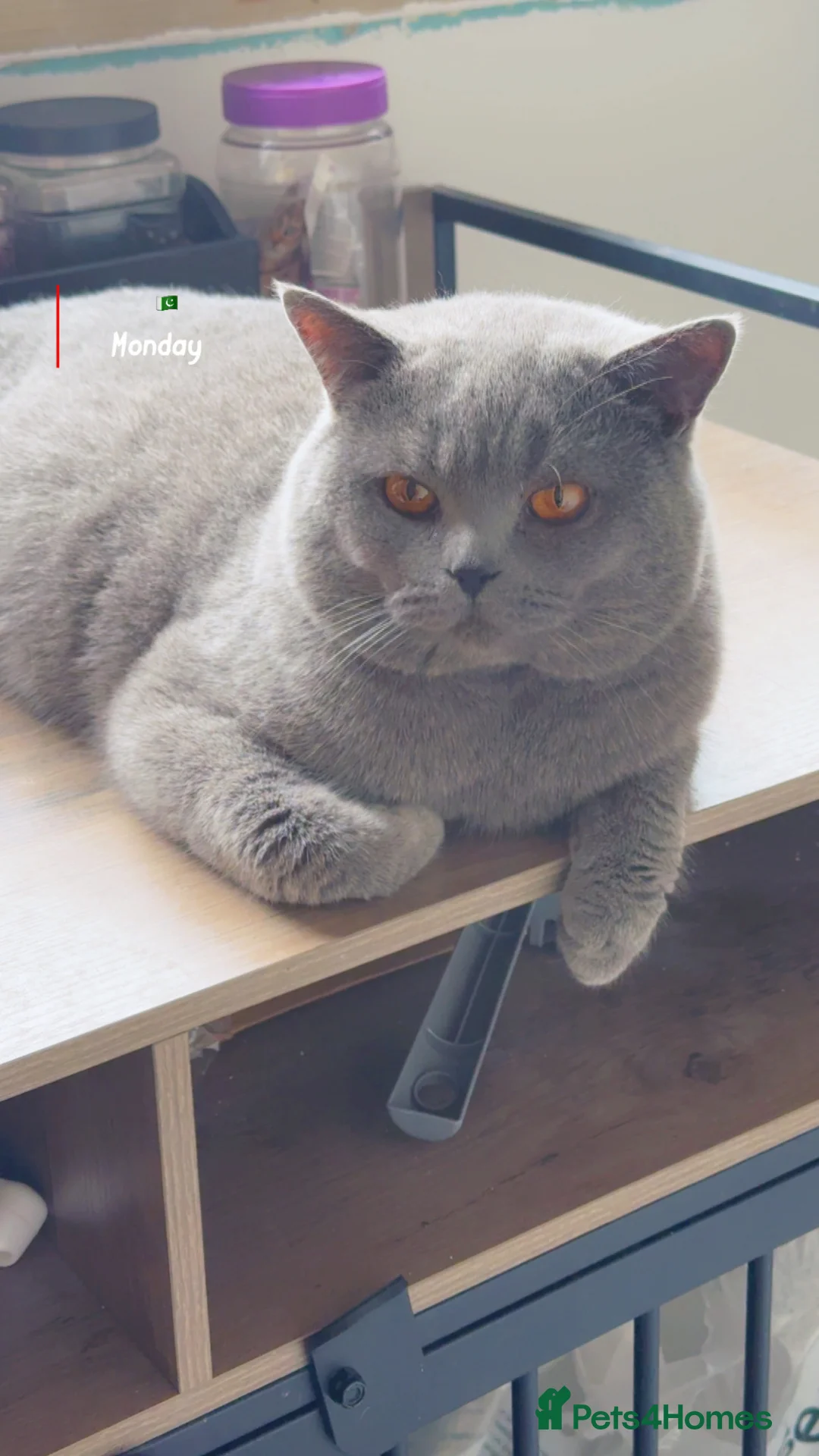 British Shorthair cats for stud: Top quality boy - Advert 1