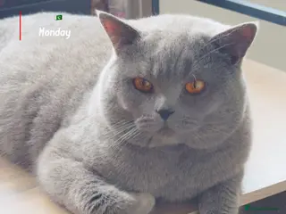 British Shorthair cats Top quality boy - Advert 5